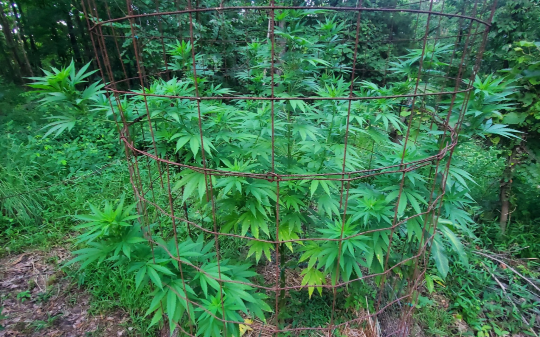BMG Grow Report : D.P.S. (Irie Genetics)
